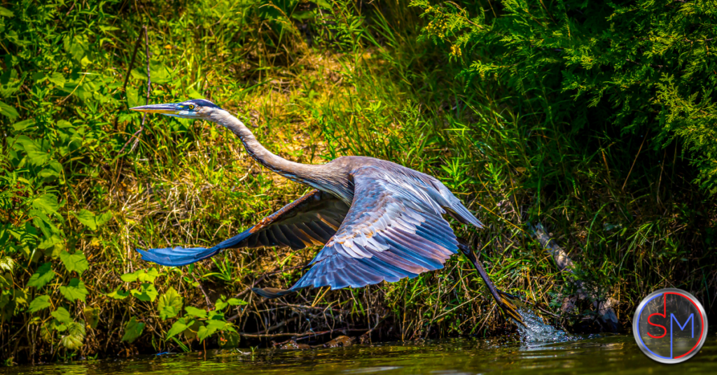 Heron in Florida